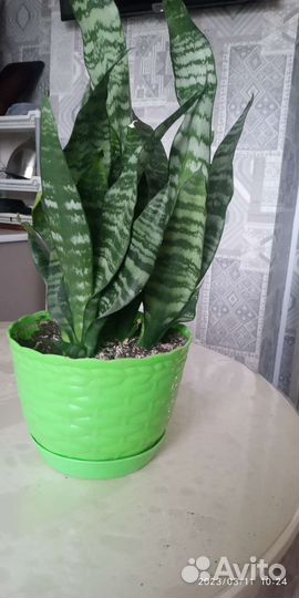 Сансевиерия