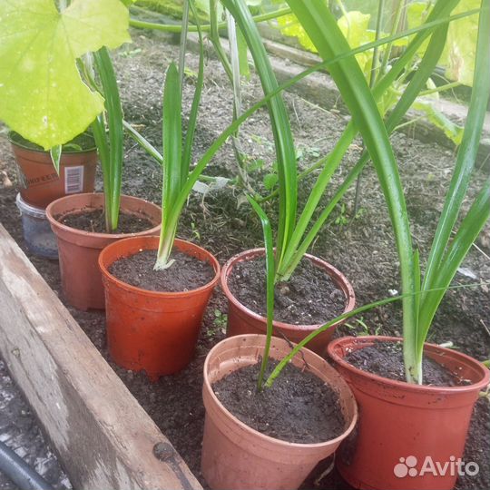 Комнатные цветы