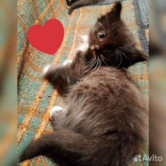 Пушистые котята в добрые руки