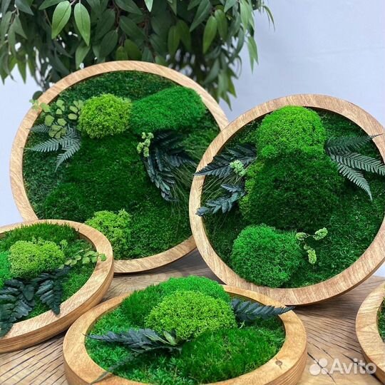 Мох. Озеленение. Фитостена. Декор. Живая стена