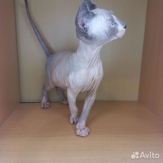 Канадский сфинкс котенок