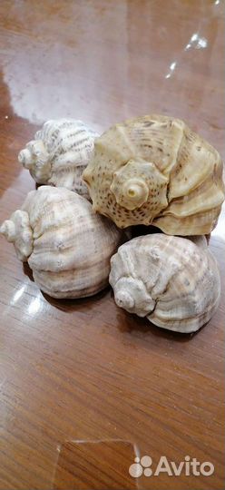 Ракушка морская