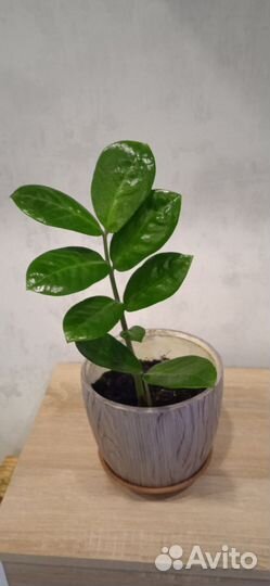 Замиокулькас