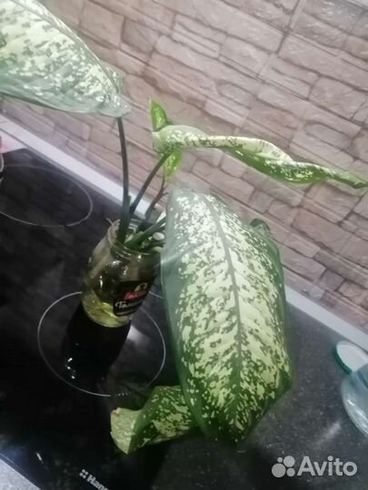 Монстера, дифинбахия