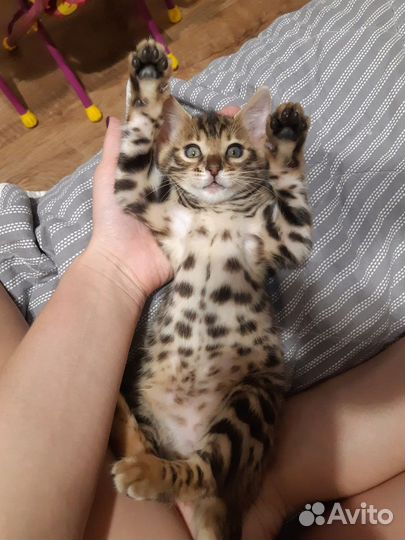 Котята Бенгалы