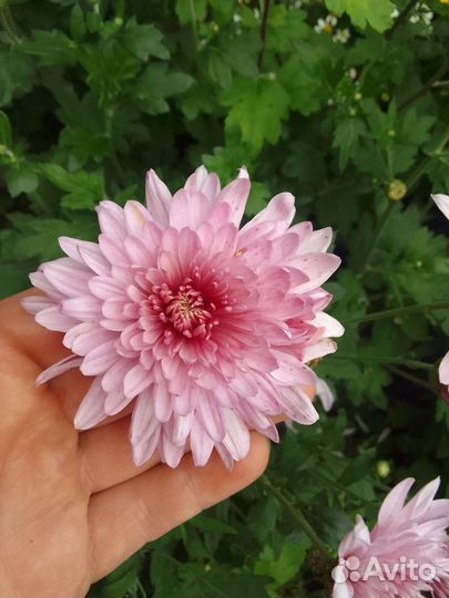 Хризантема корейская