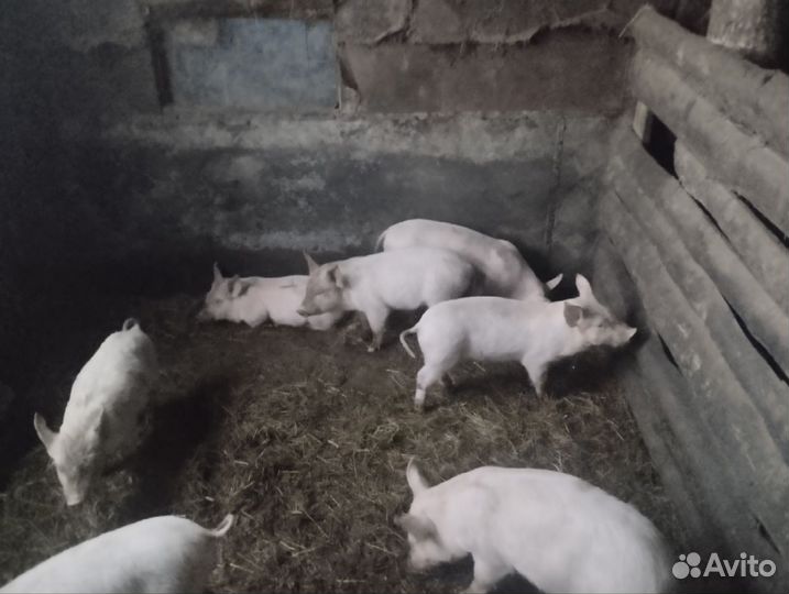 Поросята