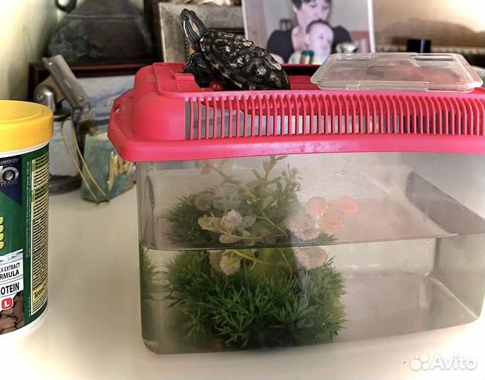 Красноухая черепаха с аквариумом