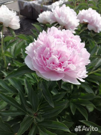 Пионы на весну и осень (саженцы)