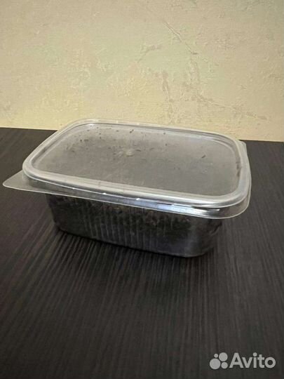 Черви для рыбалки