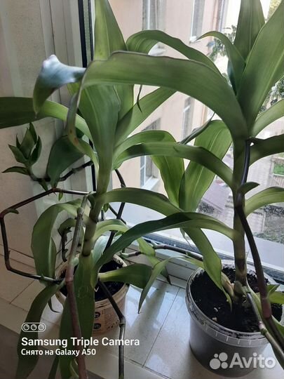 Золотой ус(лечебный)