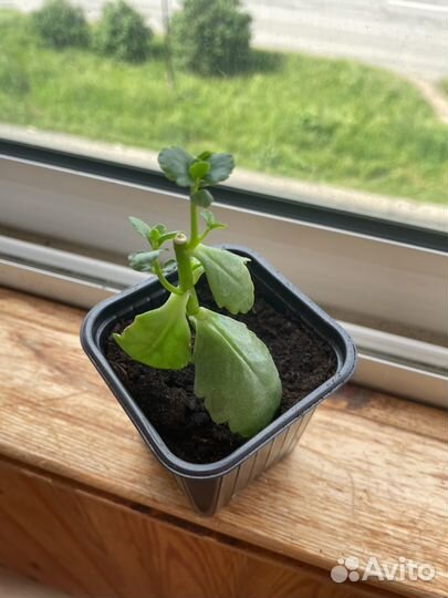 Каланхоэ цветущий