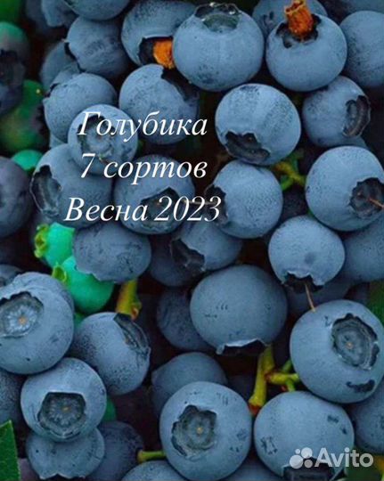 Саженцы голубики