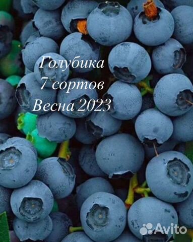 Саженцы голубики