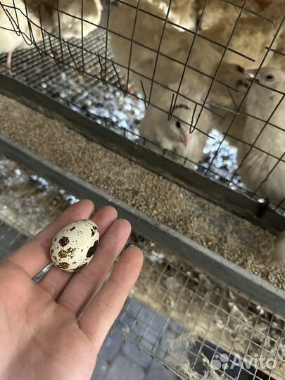 Инкубационное яйцо перепелов техасца