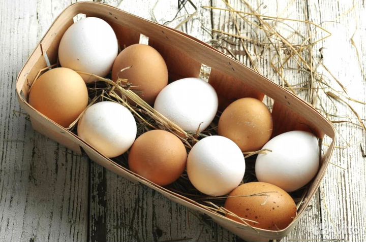 Куры Несушки, Бесплатная доставка