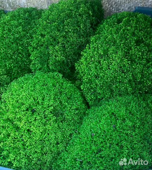 Стабилизированный мох