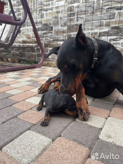 Щенки добермана
