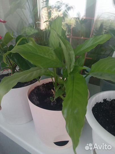 Комнатные растения