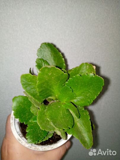 Цветы комнатные