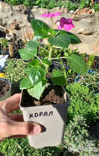 Саженцы Импатиенса ампельного (бальзамина)