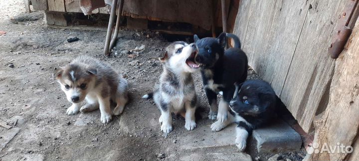 Отдам щенят. Игривые