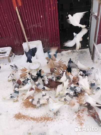 Голуби продажа бойные