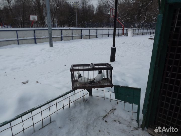 Продажа голубей