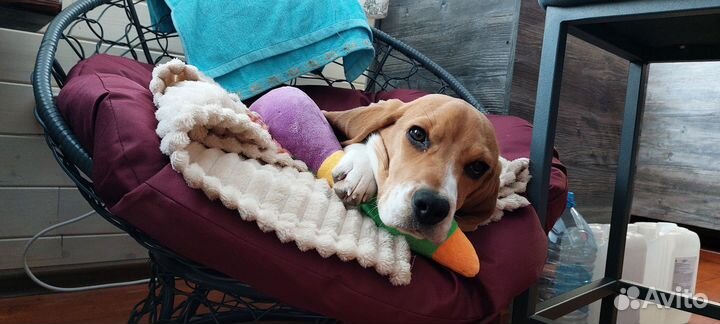 Продаем щенка