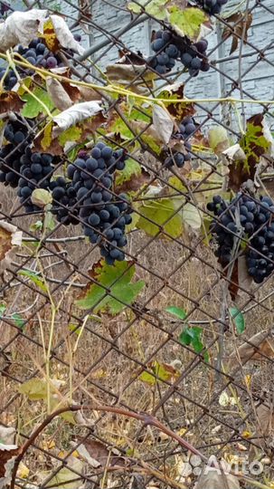 Виноград изабелла