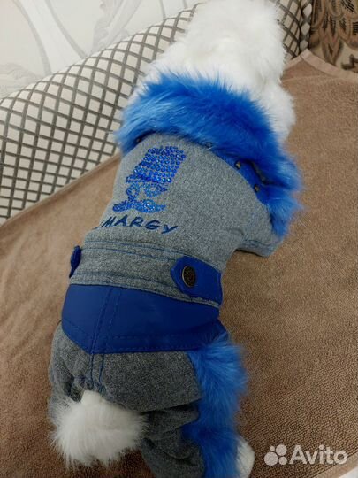 Одежда для собак