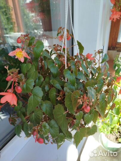 Бегония ампельная