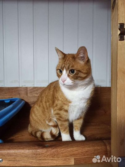 Рыжий кот Банзай в добрые руки бесплатно