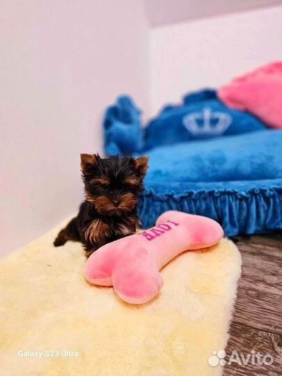 Щенки Йоркширского терьера мини