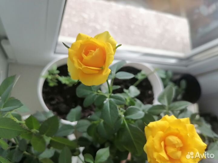 Роза Кордана желтая