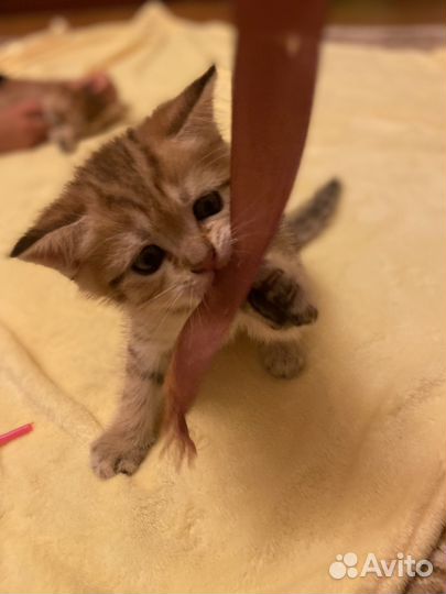 Шотладские котята