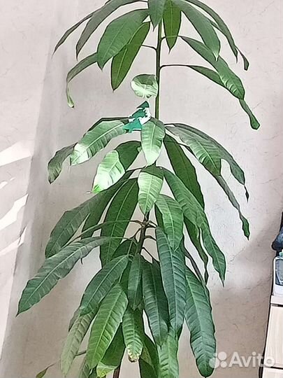 Дерево манго, пальма