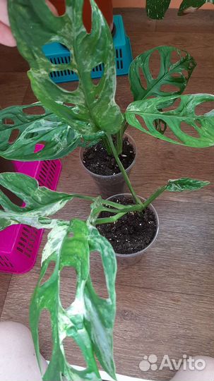 Монстера вариегатная Индо Минт