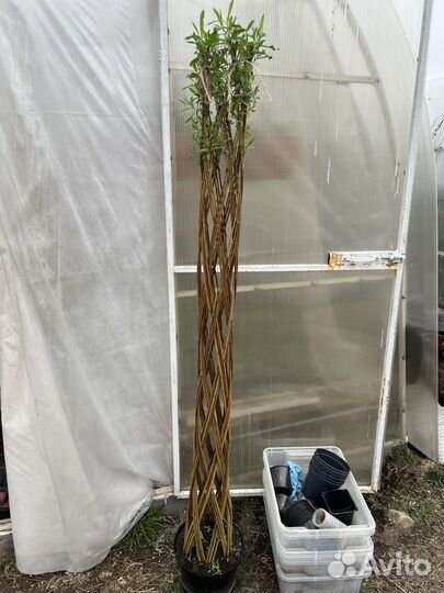 Ива плетенная