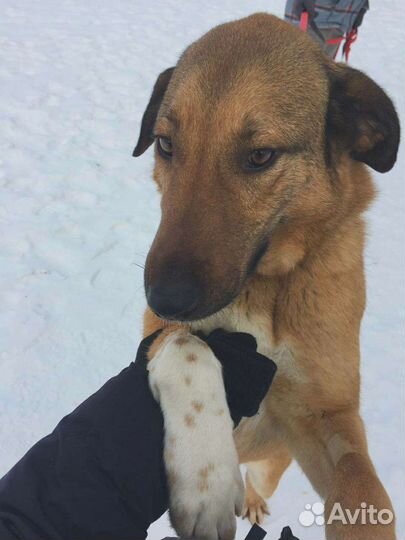 Собака умоляет спасти