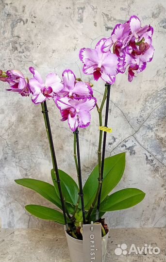 Орхидея фаленопсис Toshi / Тоши