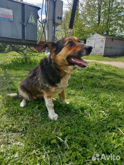 Собака в добрые руки отдам бесплатно