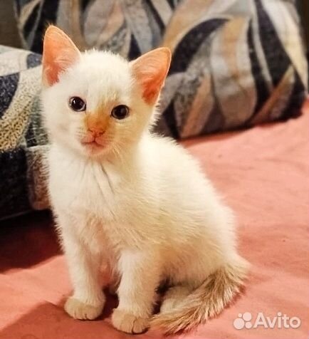 Тайские котята