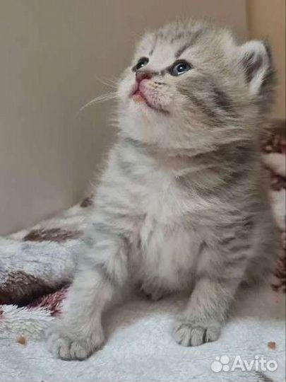 Шотландские котята