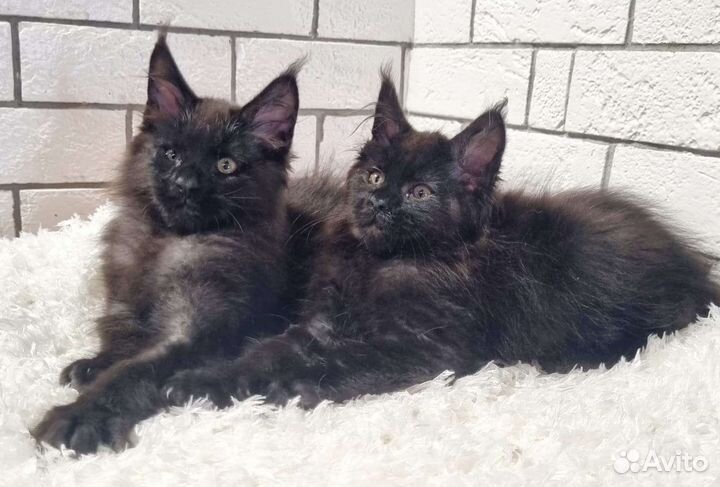 Настоящий Мейн кун гигант