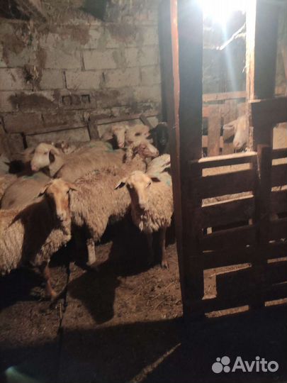 Овцы бараны
