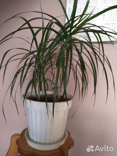 Драцена маргината