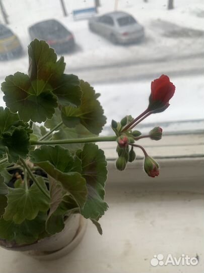 Комнатные цветы герань душистая красная бархатная