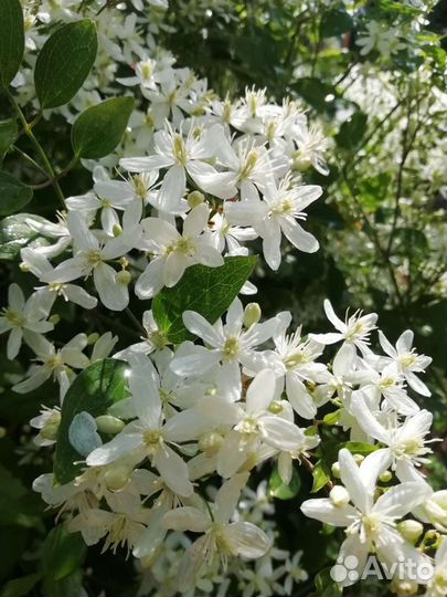 Саженцы клематиса