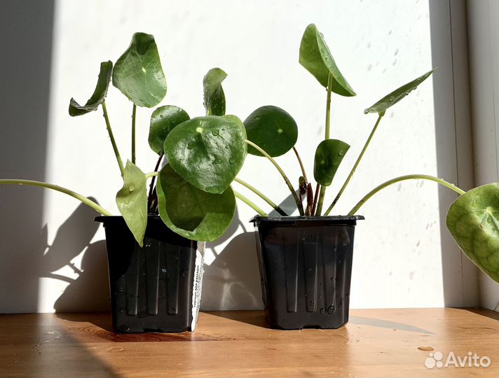 Пилея пеперомиевидная